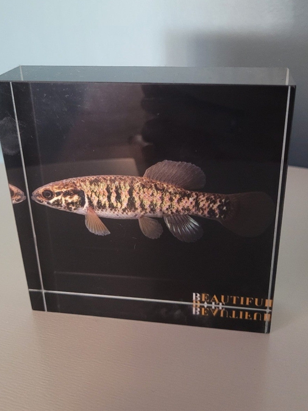 3D Acrylic Fish Art Block – Nautical & Aquatic Decor